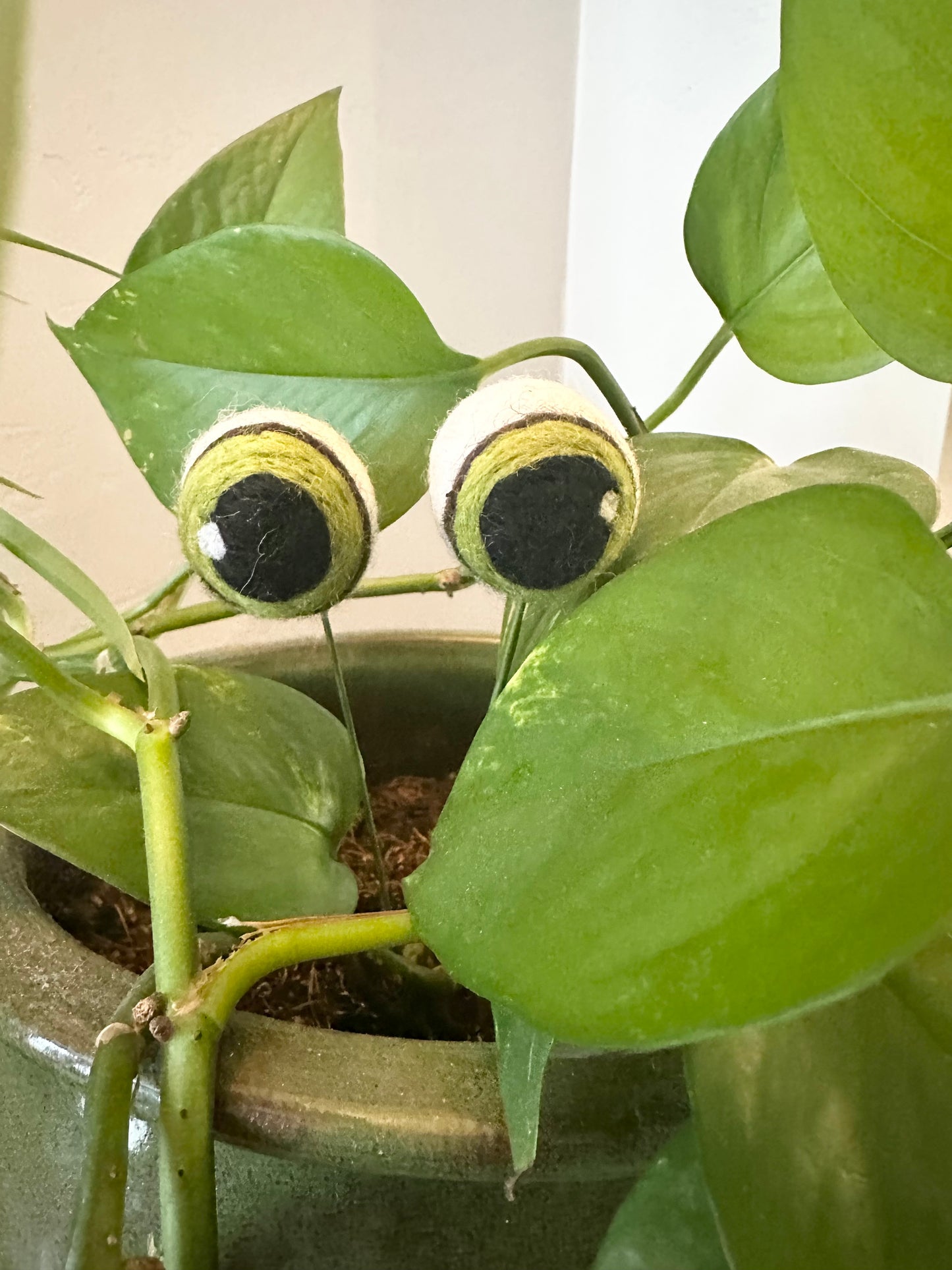 2 Plant Eyes - 3 lengths & 3 Colors